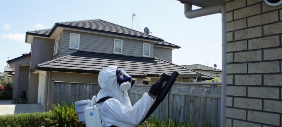 Pest Pesters - Rodent control Auckland